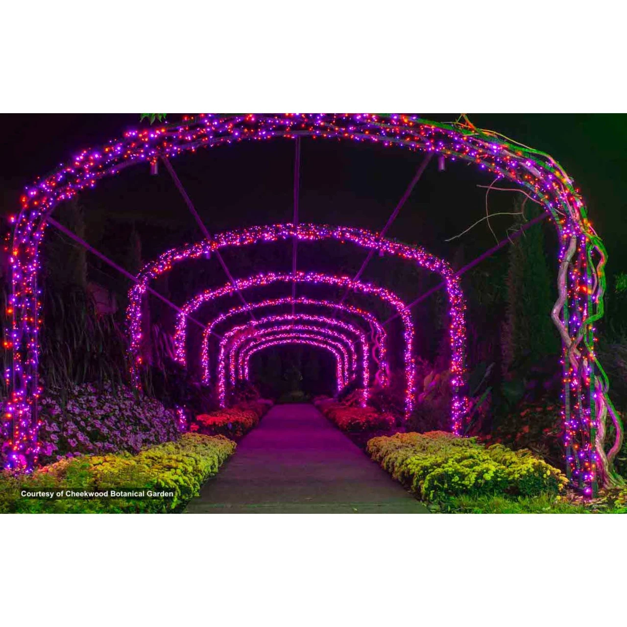 50 Purple LED Wide Angle Christmas String Lights - 25.17 Ft Black Wire 4 50 Purple LED Wide Angle Christmas String Lights - 25.17 Ft Black Wire - Image 2