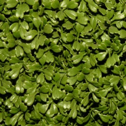 36" Green Artificial Boxwood Topiary Tree With Weighted Pot 7 36" Green Artificial Boxwood Topiary Tree With Weighted Pot -Christmas Decoration Store dnat lbx4 36 3 47359.1667533505