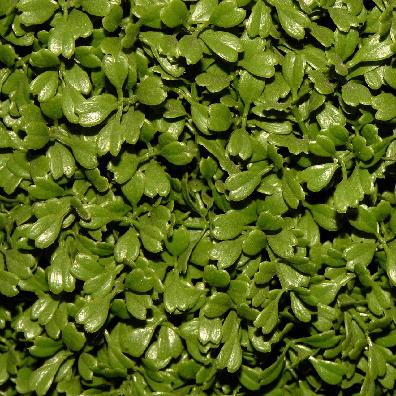 36" Green Artificial Boxwood Topiary Tree With Weighted Pot 5 36" Green Artificial Boxwood Topiary Tree With Weighted Pot - Image 3