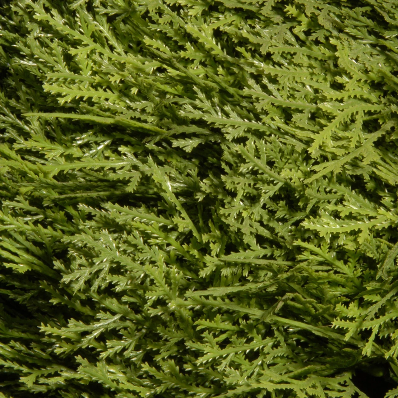 60" Green Cone And Ball Juniper Spiral Artificial Christmas Topiary 4 60" Green Cone And Ball Juniper Spiral Artificial Christmas Topiary - Image 2