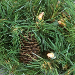 Pre-Lit Dakota Pine Artificial Christmas Wreath - 24-Inch, Clear Lights 6 Pre-Lit Dakota Pine Artificial Christmas Wreath - 24-Inch, Clear Lights -Christmas Decoration Store fm8tgh4vt3fwqobfm38rmcxpx0ueadjb 28200.1667659850