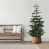 9' Layered Nordmann Fir Artificial Christmas Tree - Unlit 2 9' Layered Nordmann Fir Artificial Christmas Tree - Unlit -Christmas Decoration Store northlight j00083 1 92053.1667659823