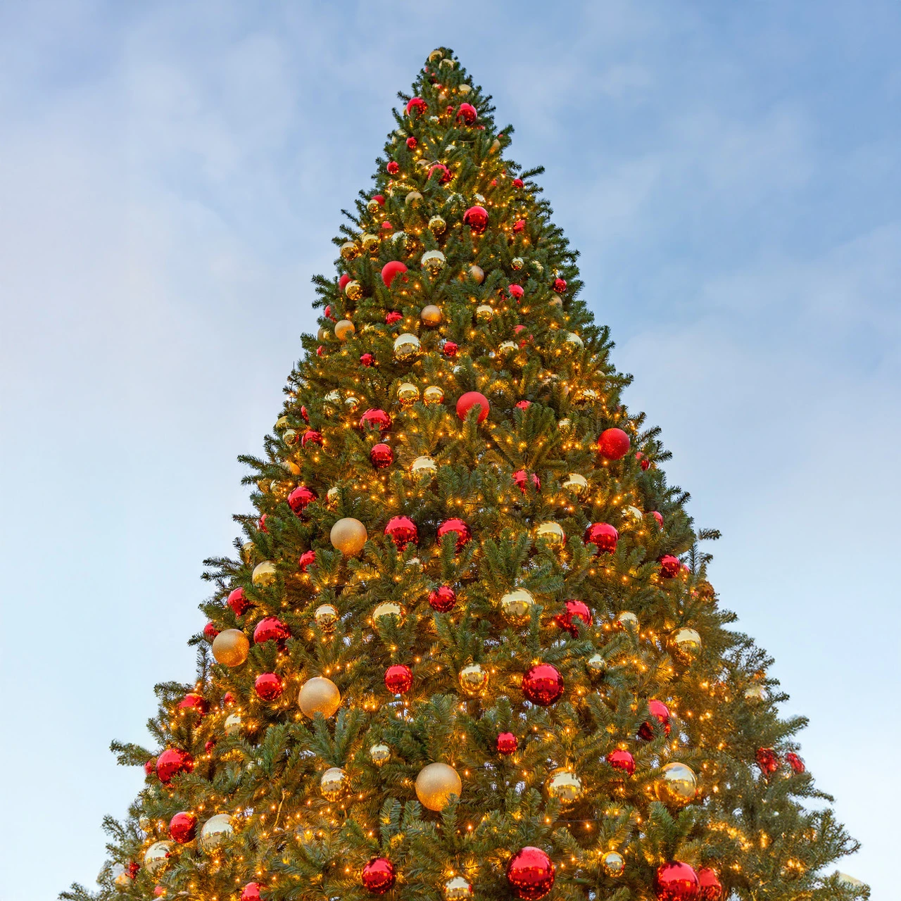 15' Pre-Lit Canadian Pine Commercial Artificial Christmas Tree - Warm White Lights 4 15' Pre-Lit Canadian Pine Commercial Artificial Christmas Tree - Warm White Lights - Image 2