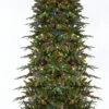 7.5' Pre-Lit Slim Palisade Artificial Christmas Tree - Multi LED Lights 2 7.5' Pre-Lit Slim Palisade Artificial Christmas Tree - Multi LED Lights -Christmas Decoration Store v0xrp5vus65qvmgrpdnhfaaxzkewc9h5 23904.1667663874